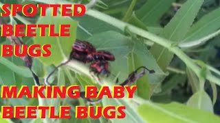 Spotted Red and Black Beetle Bug Cluster  1080HD [upl. by Chung]