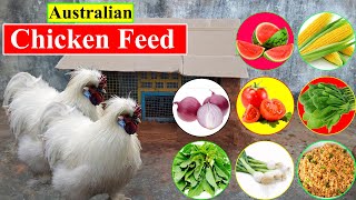 Australian Silkie Chicken Feed  Food List  Organic Chicken Feed  Birds and Animals Planet [upl. by Lletnahs570]