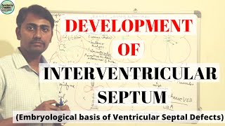 DEVELOPMENT OF INTERVENTRICULAR SEPTUM  VSD [upl. by Four]