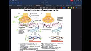 General Mechanism of Skeletal muscle contraction [upl. by Gernhard]