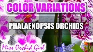 Phalaenopsis Orchids color variations [upl. by Fulbert988]