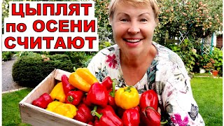 Обзор огорода на 3 сентября Урожаем завалила в этом сезоне [upl. by Shamus]