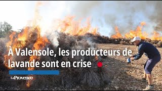 VIDÉO À Valensole les producteurs de lavande sont en crise [upl. by Sonnie]