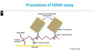 Li virtual teaching presentationbranched DNA assay for HIV [upl. by Hsevahb]