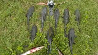 Bowfishing Armored Catfish in Florida [upl. by Naus707]