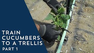 How to Train Cucumbers to a Trellis [upl. by Orlene]