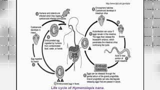 5  Cestodes  Conurosis Ehinococcus and Hymenolepis [upl. by Say]