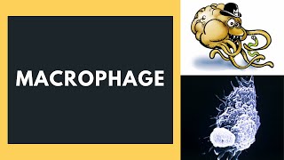 Macrophage [upl. by August]