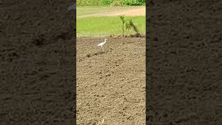 ❤Curlews [upl. by Kong69]