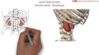 ANATOMIE DU REIN  Première partie  Morphologie [upl. by Johnathon]