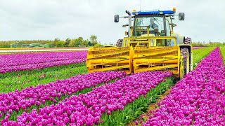 How 2 Billion Tulip Bulbs Are Produced and Harvested  Tulips Cultivation Technique in Green House [upl. by Ulah127]