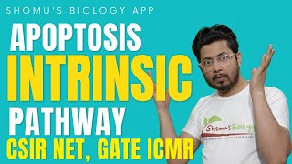 Intrinsic pathway of apoptosis  mitochondrial pathway of apoptosis  Apoptosis lecture 2 [upl. by Nedla]