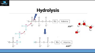 Hydrolysis of ATP [upl. by Hamlen]