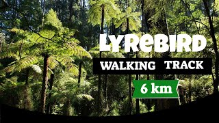 Lyrebird Walk Dandenong Ranges [upl. by Annelise]