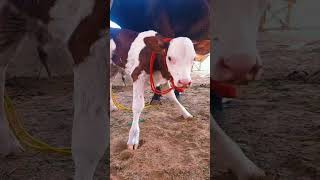 Montbeliarde holstein 25sept2024 Buffalo dairyfarm cow dairyfarm foryou foryou animals [upl. by Ahsilam55]