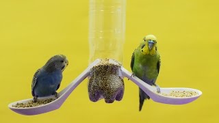 How to make a Bird Feeder at home [upl. by Beyer]