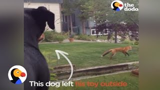 Wild Fox Plays With Dog Toy While Dog Watches  The Dodo [upl. by Eimarej]