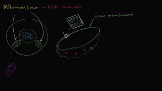 Mitochondria  Structure of a cell  Biology  Khan Academy Hebrew [upl. by Belford793]