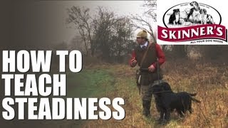 Gundog training tips  steadiness [upl. by Ennayllek]