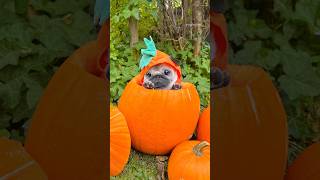 This is YOUR sign to put your DOG in a PUMPKIN 🐶🎃 dog pug pumpkin [upl. by Xeno]