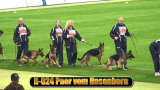 2010 SV BSZS NKGR part 16 Paer vom Hasenborn HD [upl. by Auoh]