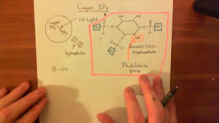 Caged Inositiol145trisphosphate [upl. by Jerusalem]