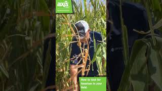 How to test for fusarium in your field [upl. by Aidile]