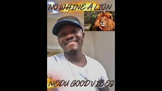 NO WHINE A LION  nedugoodbes lionking goodness rugedity humility nointimidation occasions [upl. by Abdu]