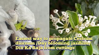 Easiest way to Propagate Dayblooming jasmineDin Ka RajaCestrum Diurnum [upl. by Landre402]