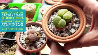 Identifying the Growth Stages of Lithops [upl. by Beetner266]