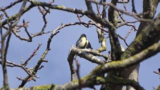 Chant de la mésange charbonnière [upl. by Gonnella155]