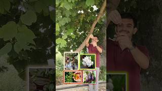 Free fertilizer  pesticide for flowering fruiting best plants growth🌿🍋🌺 shorts viral gardening [upl. by Eveam392]