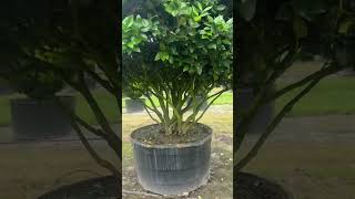 Huge Ligustrum trees Container Grown [upl. by Tatum342]