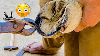 Horse Hoof Complete Restoration  Hoof Compilation  Hoof Trimming [upl. by Whiffen187]