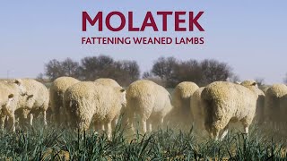 MOLATEK  Fattening Weaned Lambs [upl. by Ettenrahs656]