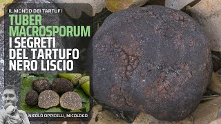 Il tartufo nero liscio Tuber macrosporum [upl. by Sugihara265]