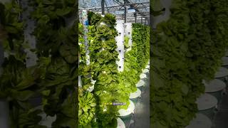 AEROPONIC farming science sciencefacts [upl. by Carlie]