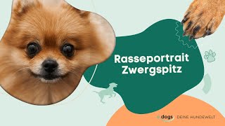 Rasseportrait Zwergspitz Pomeranian [upl. by Trellas837]