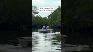 When you paddle into the mangroves [upl. by Spiegelman]