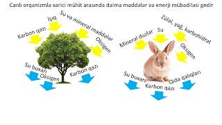 Biologiya 6cı sinif 38 İfrazat [upl. by Morentz]