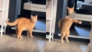 Are ORANGE CATS the FUNNIEST CATS  Super FUNNY COMPILATION that will make you DIE LAUGHING [upl. by Carbo]