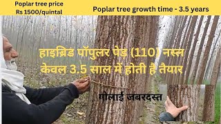 Hybrid Poplar Tree Growth Rate 35 years  Poplar tree harvesting time [upl. by Onek]