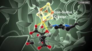 How Enzymes Work from PDB101 [upl. by Giarg713]