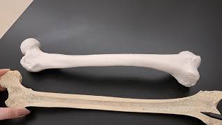 Anatomy of Long Bones on a Real Human Femur [upl. by Anelehs]