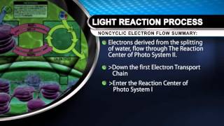 Summary of Noncyclic Electron Flow Light Reaction Process [upl. by Wernick439]