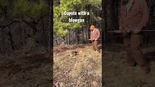 Taking a Coyote with a Cold Steel big bore blowgun [upl. by Nymsaj]