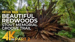 Beautiful Redwoods Walk  Stunning 4K Slow Motion Hike on Stout Memorial Grove Trail  2 [upl. by Ranique]