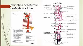 7  Aorte et Artère pulmonaire 7 [upl. by Junius]