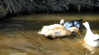 Aggressive male duck forcing female under water mating [upl. by Rett]