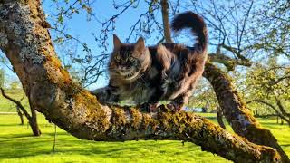 Maine Coon Cat On Tree Branch With Moss At Park On Windy Day closeup shot [upl. by Akilam]